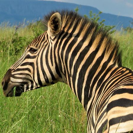 African Hills Safari Lodge & Spa Magaliesburg Eksteriør bilde