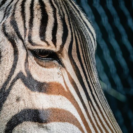 African Hills Safari Lodge & Spa Magaliesburg Eksteriør bilde