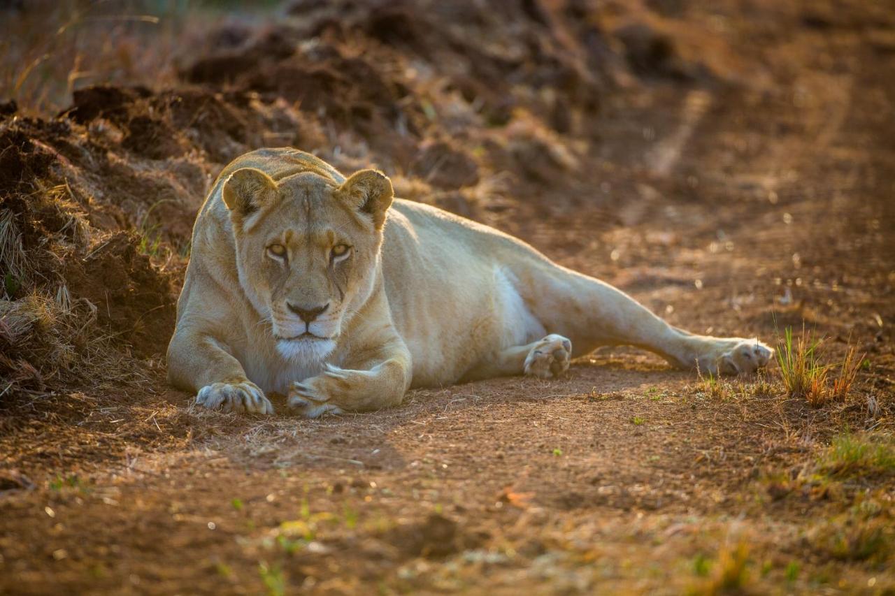 African Hills Safari Lodge & Spa Magaliesburg Eksteriør bilde