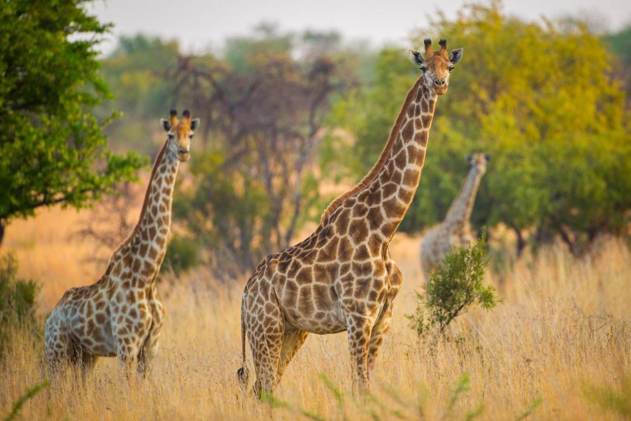 African Hills Safari Lodge & Spa Magaliesburg Eksteriør bilde