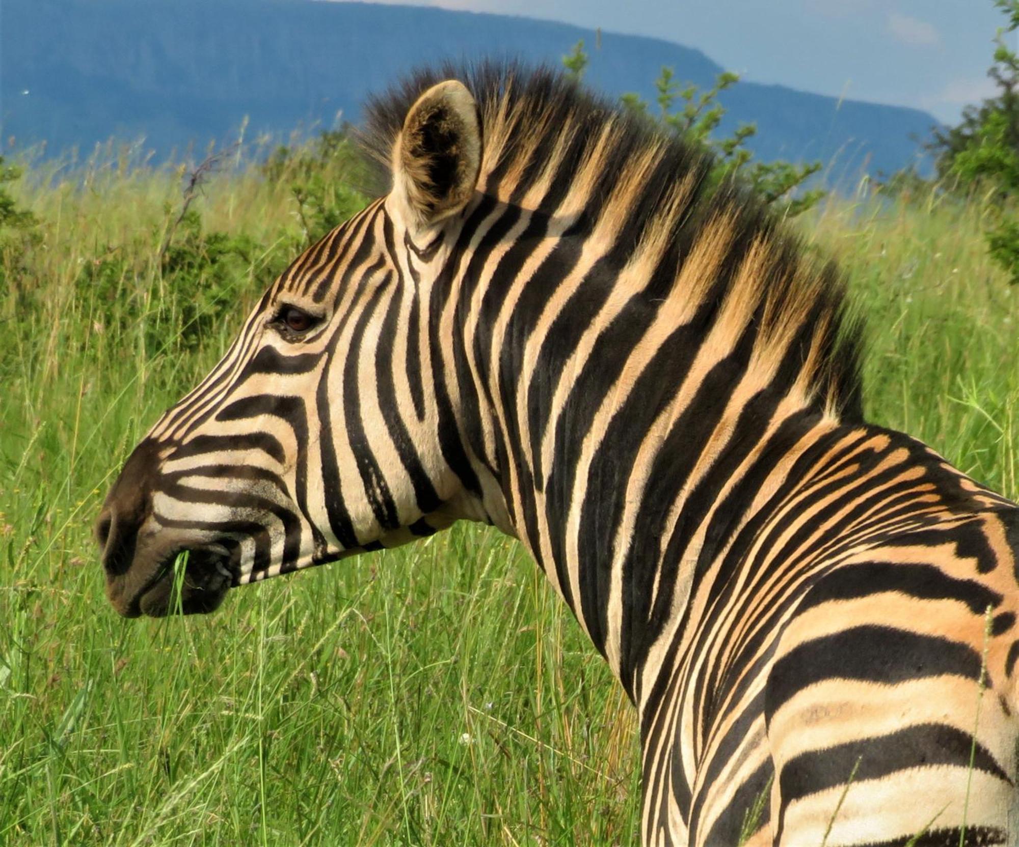 African Hills Safari Lodge & Spa Magaliesburg Eksteriør bilde