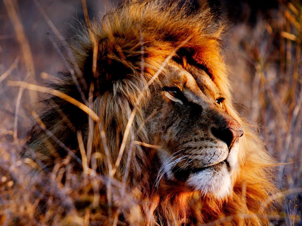 African Hills Safari Lodge & Spa Magaliesburg Eksteriør bilde