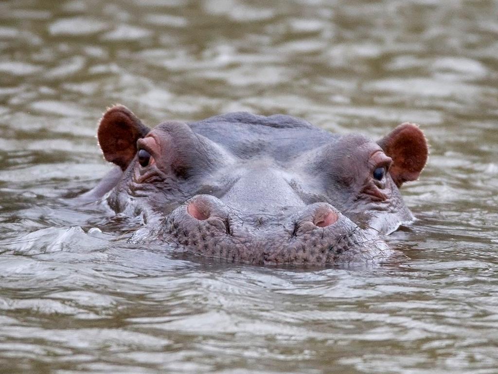 African Hills Safari Lodge & Spa Magaliesburg Eksteriør bilde